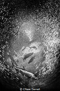 "Twister"
Swirling Tarpon feeding on Silversides. by Chase Darnell 